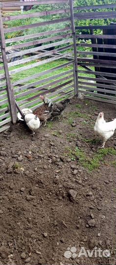 Куры несушки доминант