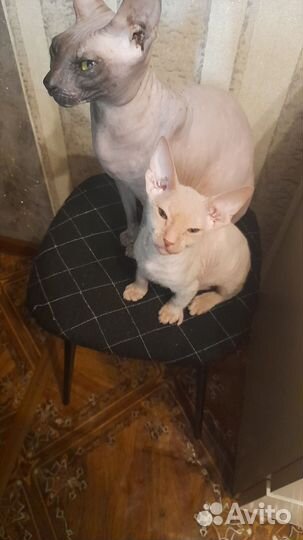 Канадский сфинкс