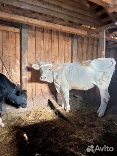 Тёлка костромская, джерсейская, козочка камори