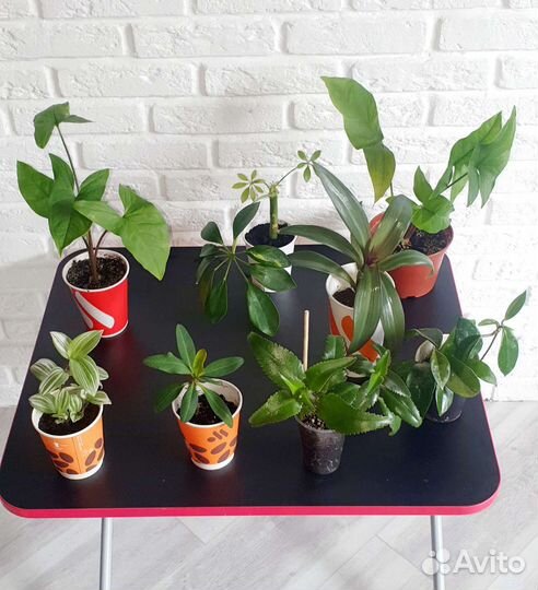 Комнатные растения, цветы, отростки укорененные