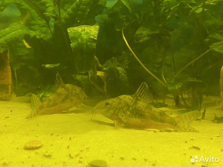 Аквариумные рыбки