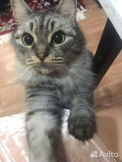 Кошка (кошечка в добрые руки)