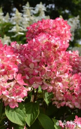 Гортензии Полярный Мишка Фантом