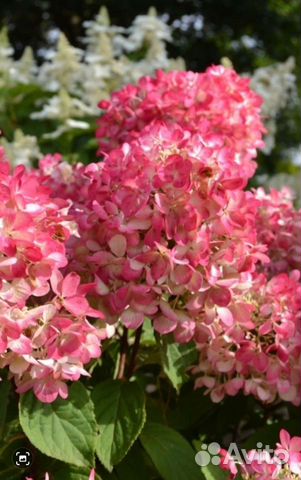 Гортензии Полярный Мишка Фантом