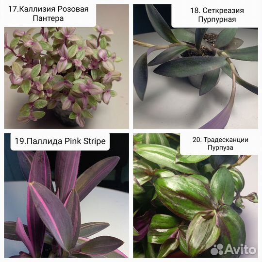 Традесканции, Каллизии