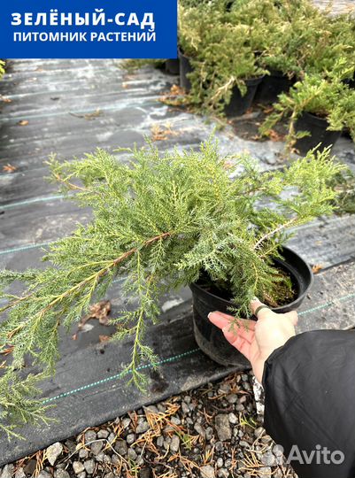 Можжевельник 