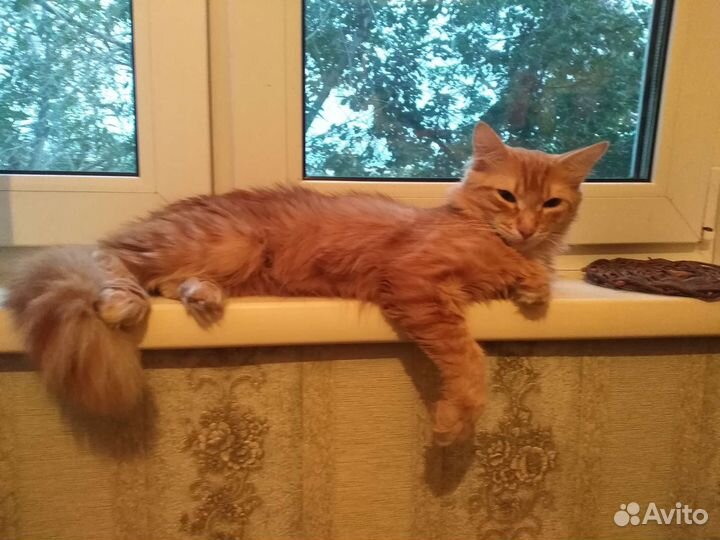 Котик в добрые руки