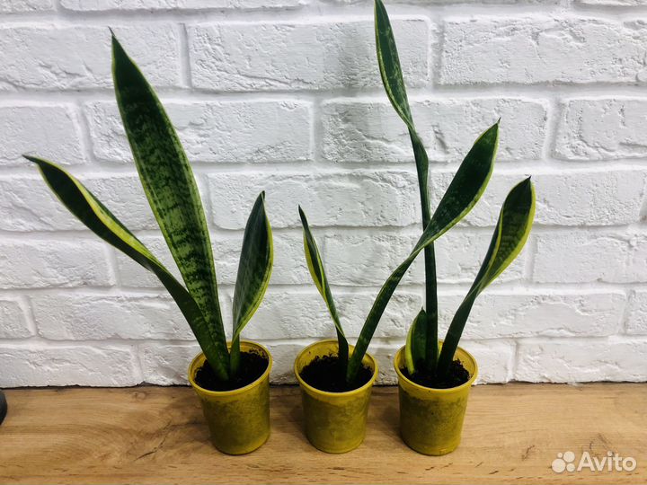 Сансевиерия Ларуенти