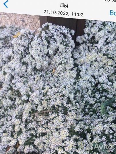 Растения для сада