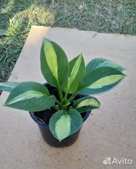 Многолетние растения