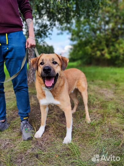 Мартину дом