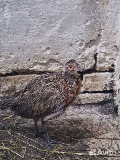 Куры молодки