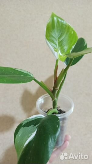 Филодендрон белая принцесса