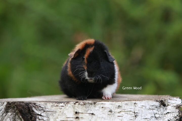 Американский тедди