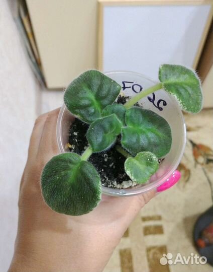 Детки фиалки Мармеладные ромашки