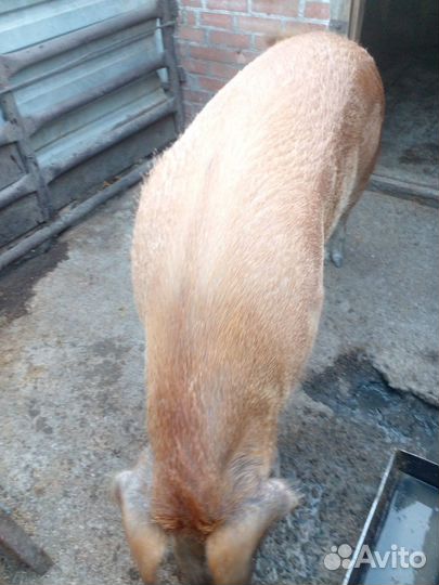 Свиноматка и хряк