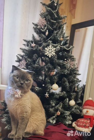 Британские котята