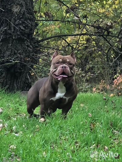 Американский Булли вязка