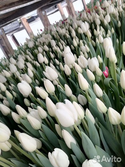 Цветы тюльпаны