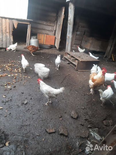 Куры несушки ломан white