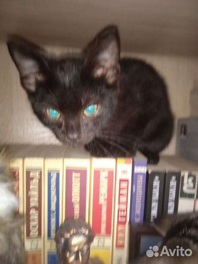 Котята в добрые руки бесплатно