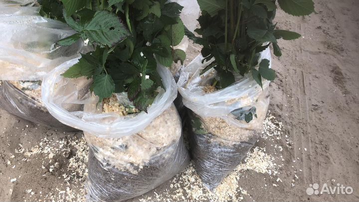 Продам саженцы ежевики сорт Лохтей, Наичез