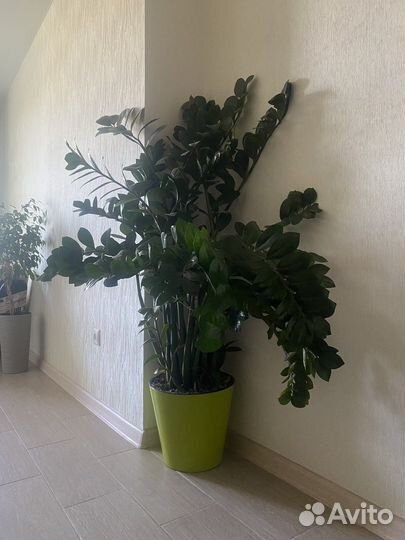 Замиокулькас