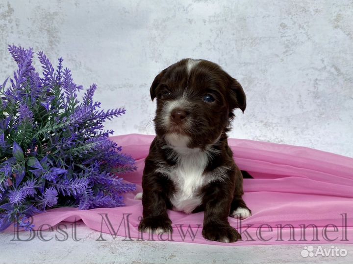 Шоколадный йорк девочка