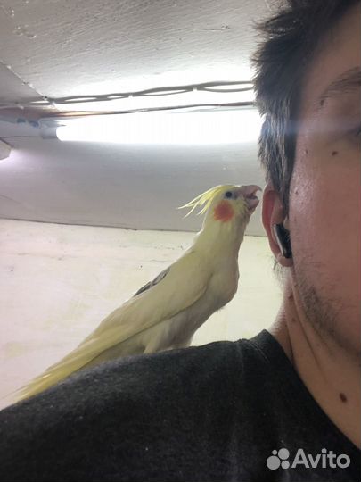 Птенцы Выкормыши Корелл