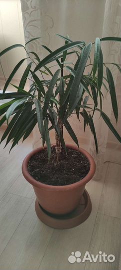 Али- фикус. Корделина