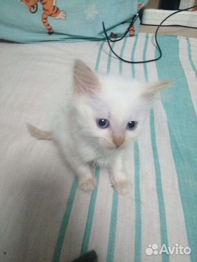 Отдам котенка в добрые руки