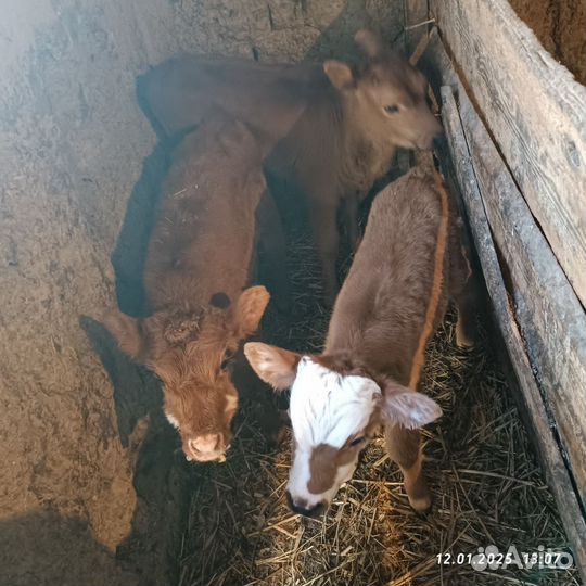 Коровы и телки