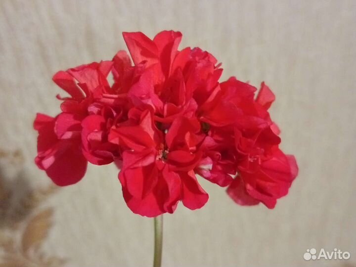 Пеларгония герань