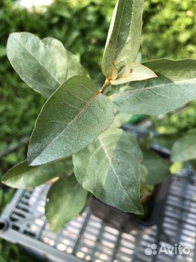 Лох серебристый