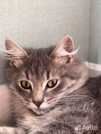 Котенок