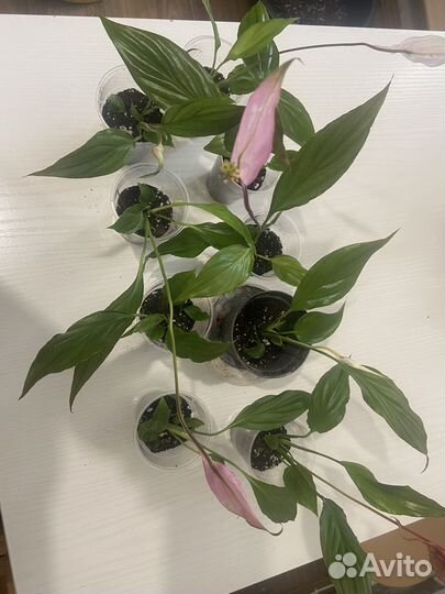 Спатифиллум беллини пинк - женское счастье