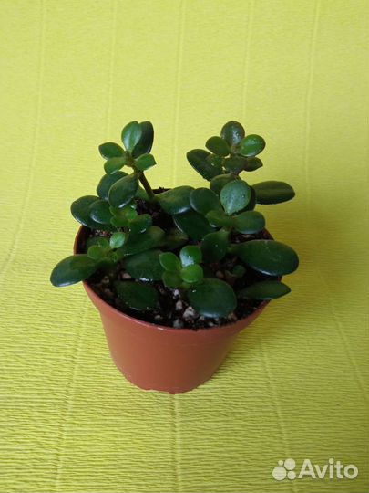 Суккуленты