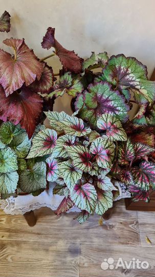 Бегонии королевские декоративно лиственные