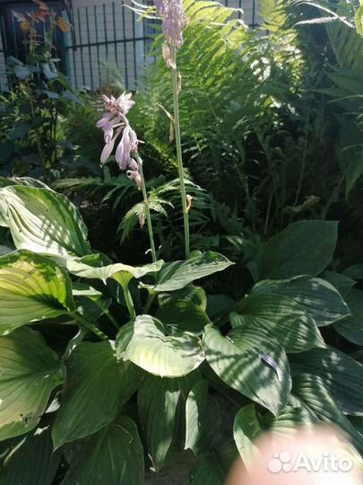 Хосты сортовые