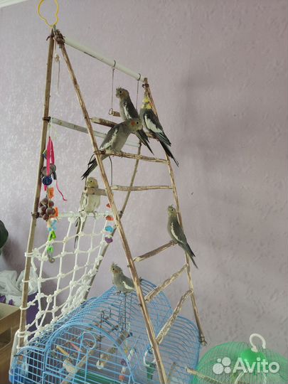 Птенцы корелла