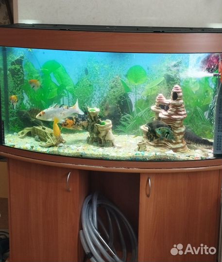 Аквариум с тумбой на 450 литров со всем содержимым