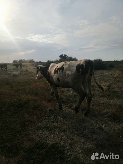 Телки стельные