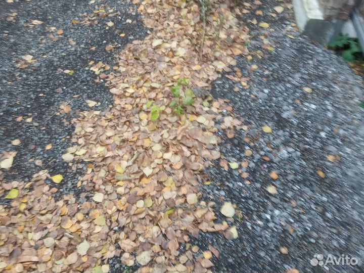 Мелкая картошка вёдер 5