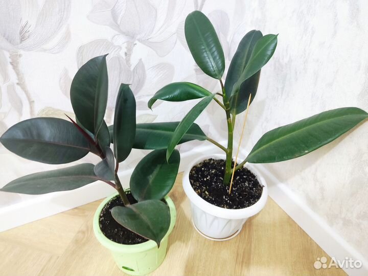 Фикус эластика робуста