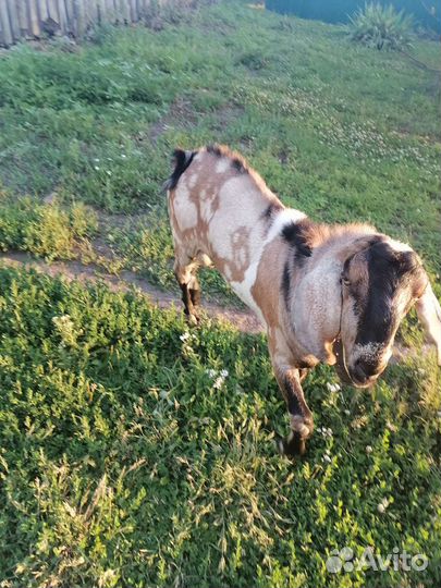 Нубийский козёл, вязка