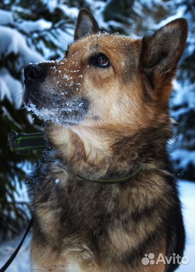 Собака Маруся бесплатно