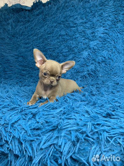 Чихуахуа мальчик