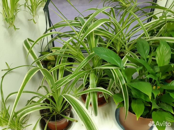 Горшочные цветы