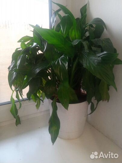 Крупные цветы для интерьера