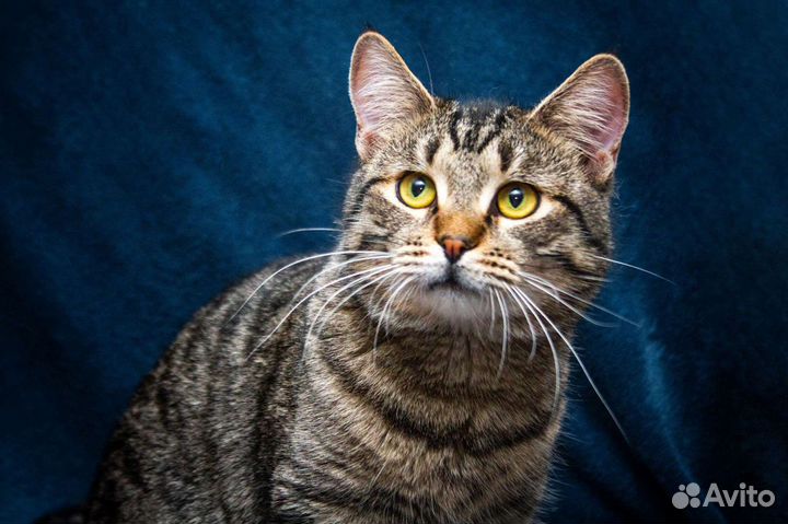 Кошечка 1 год